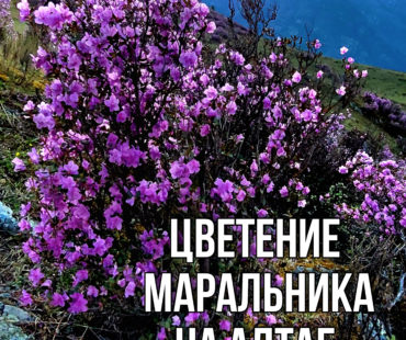 Цветение маральника на Алтае 2024